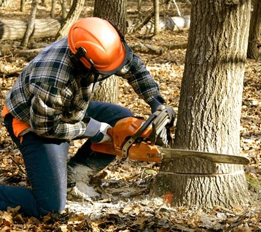 Tree Removal in Alma, GA